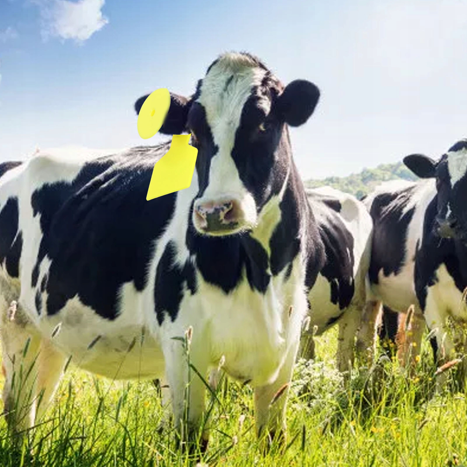 KOLCZYKI TRZODOWE ŚWINIA ALLFLEX CZYSTE MAŁE100SZT Marka inna