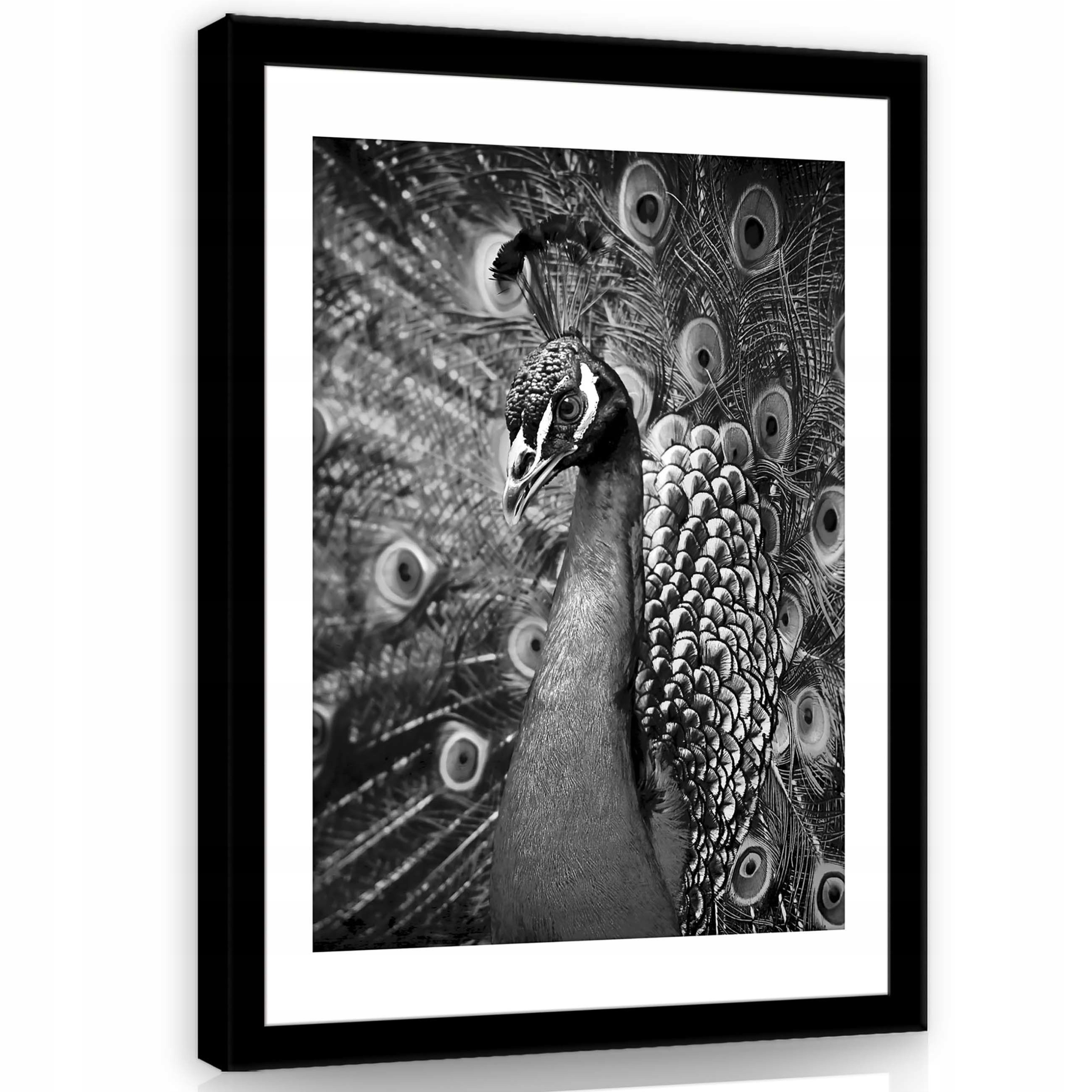 Obraz 50x70 Paw rozložený ocas černá a bílá elegance majestátnost příroda peří