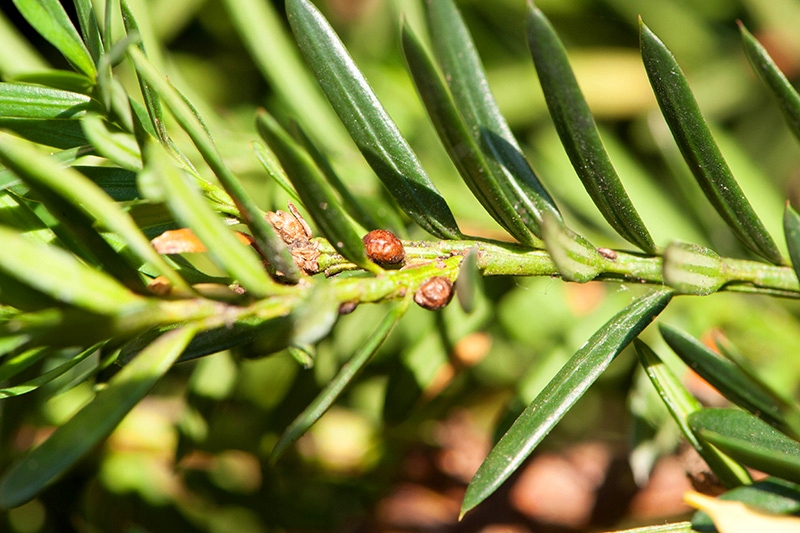 SUBSTRAL POLYSECT ŚRODEK PREPARAT OWADOBÓJCZY Kod producenta SUBSTRAL POLYSECT HOBBY ROZPYLACZ 750 ML