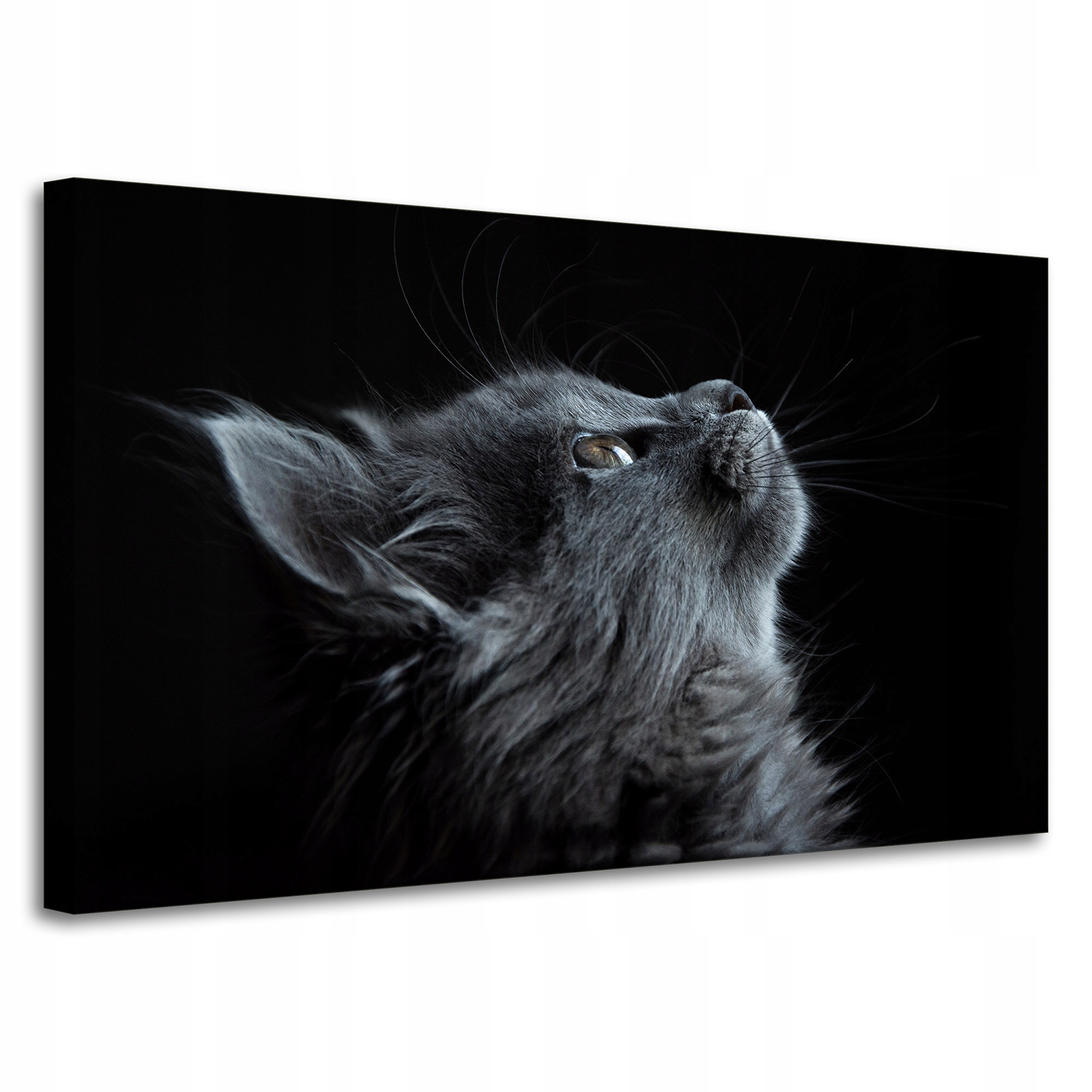 Obrazy na plátně Zvířata Krásná kočka 100x60 cm