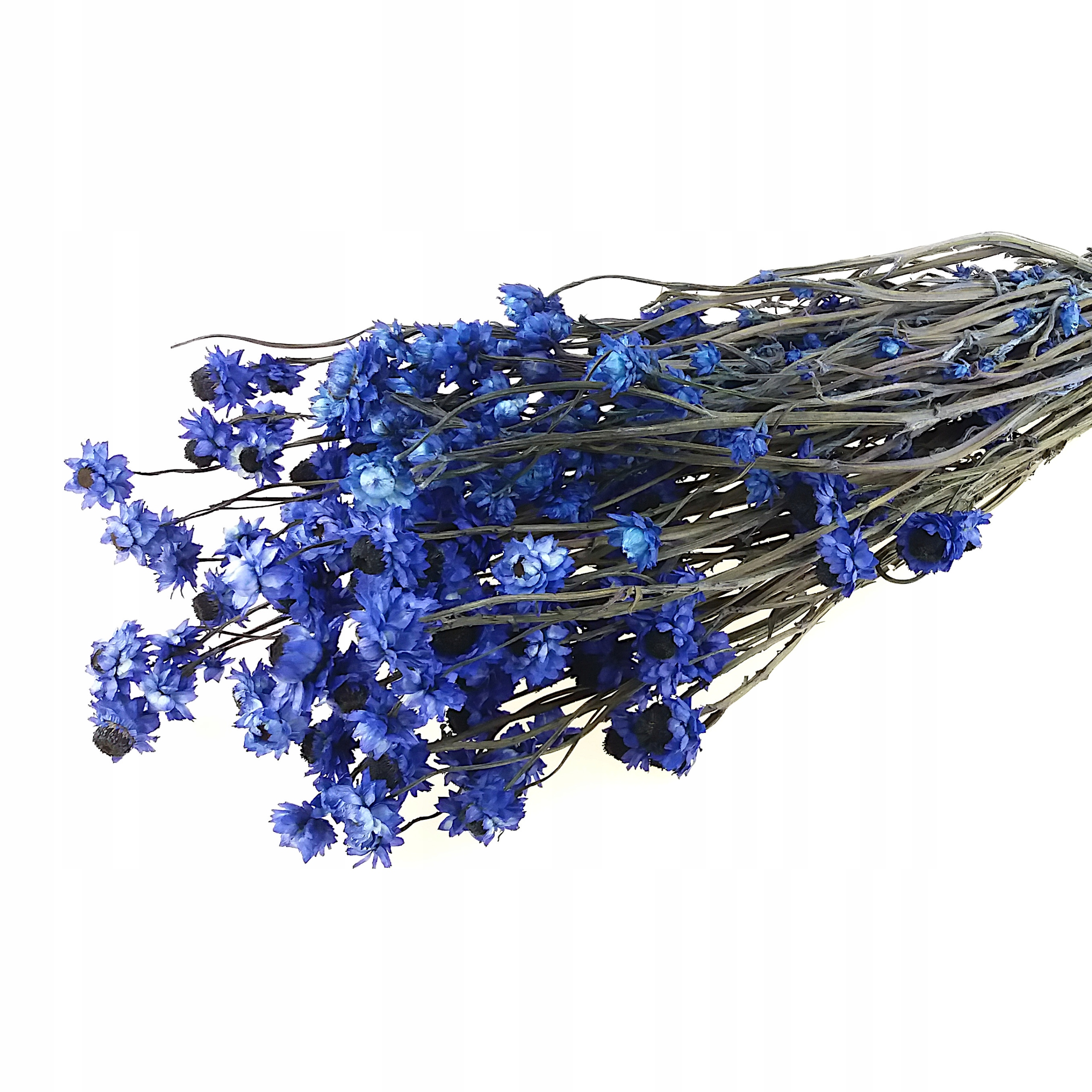 

Złociszek Chabrowy wiekuistka bukiet suszki kwiaty