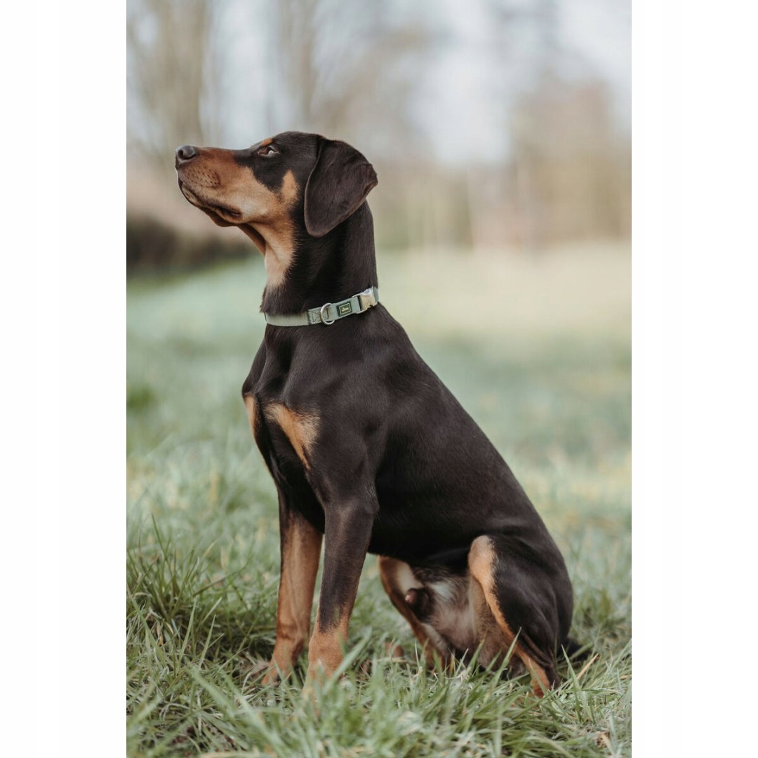 Obojek pro psa Hunter, zelený, velikost L (40-55 cm)