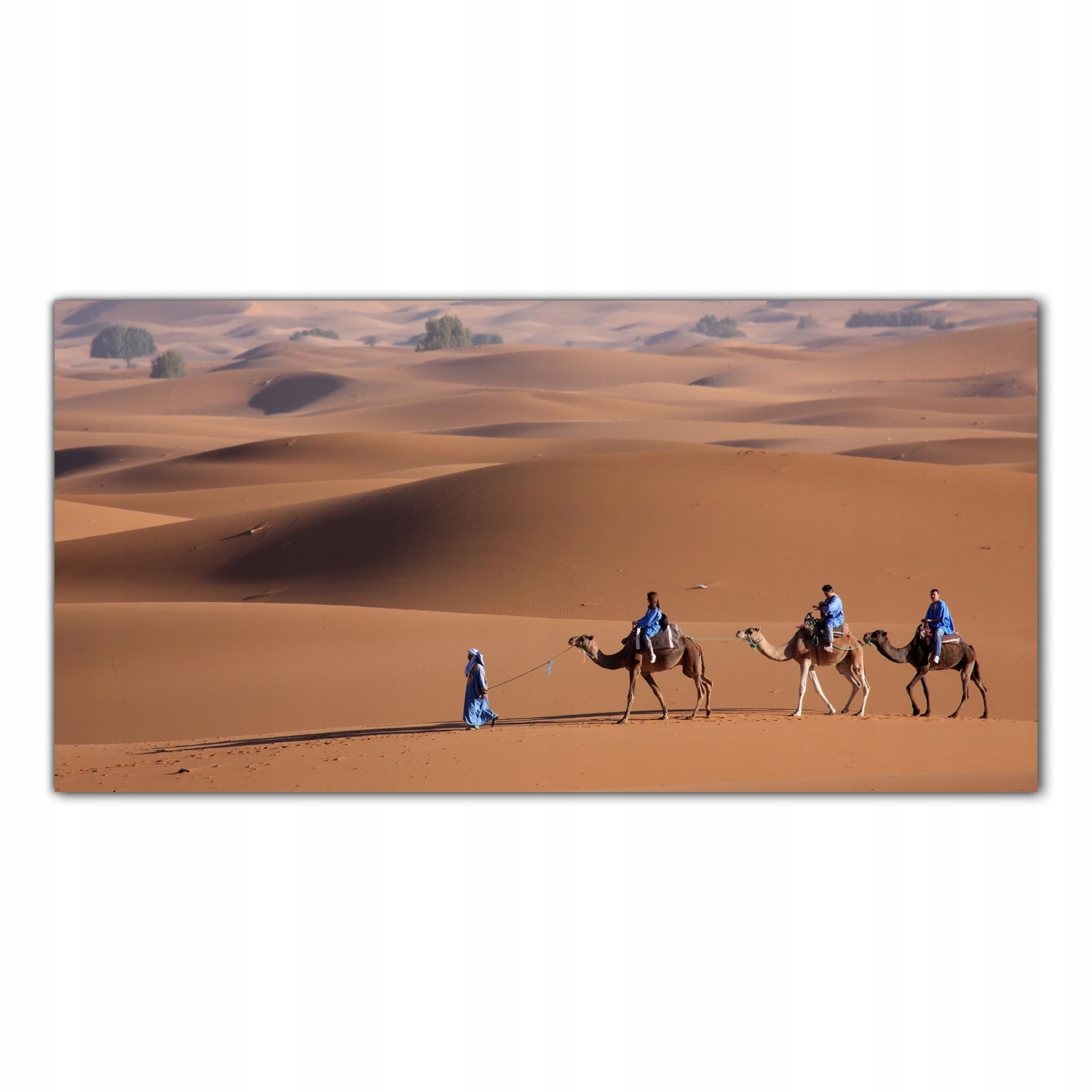 Velbloud Poušť 100x50 Skleněné panely do kuchyně