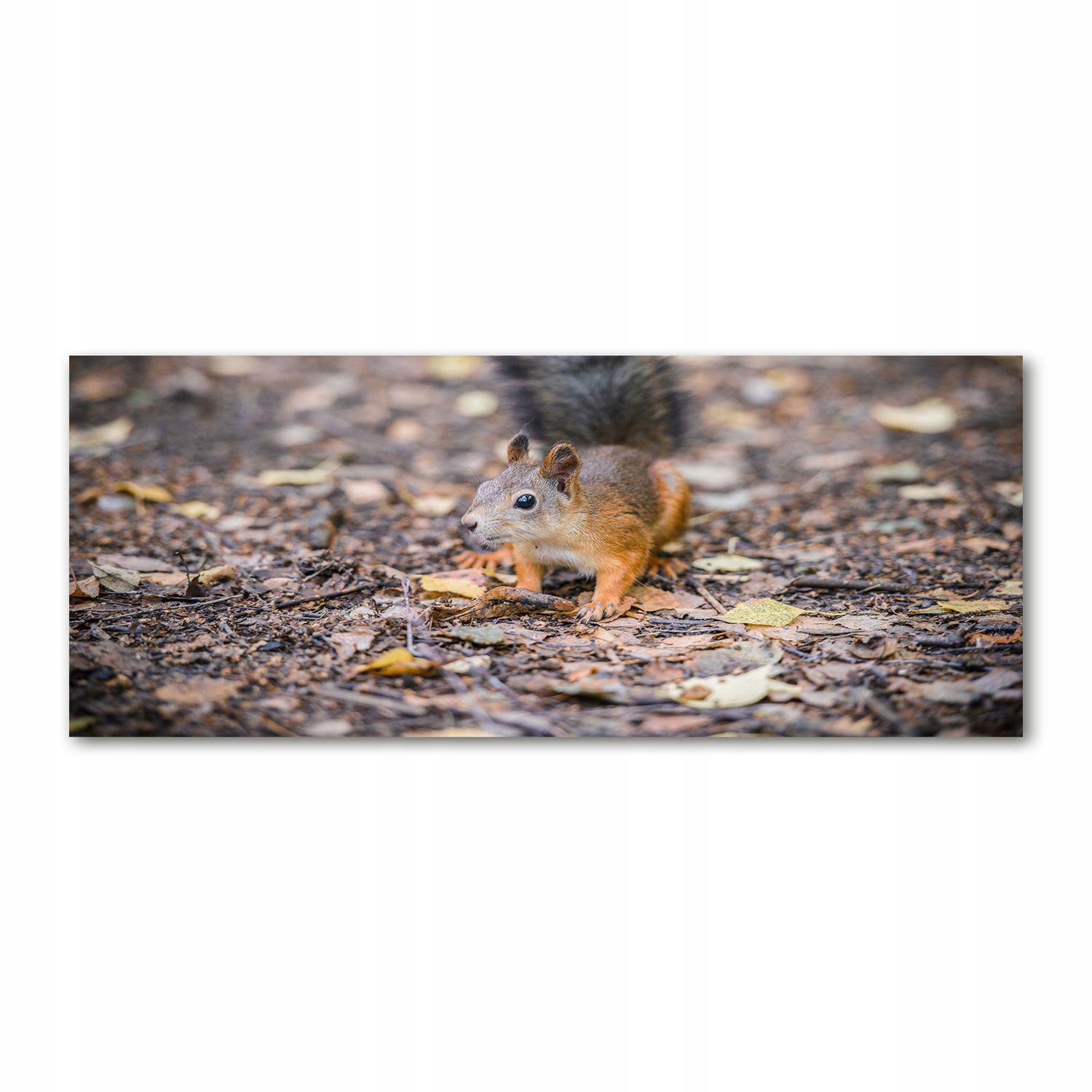 

Foto obraz na szkle akrylowym Wiewiórka 125x50 cm
