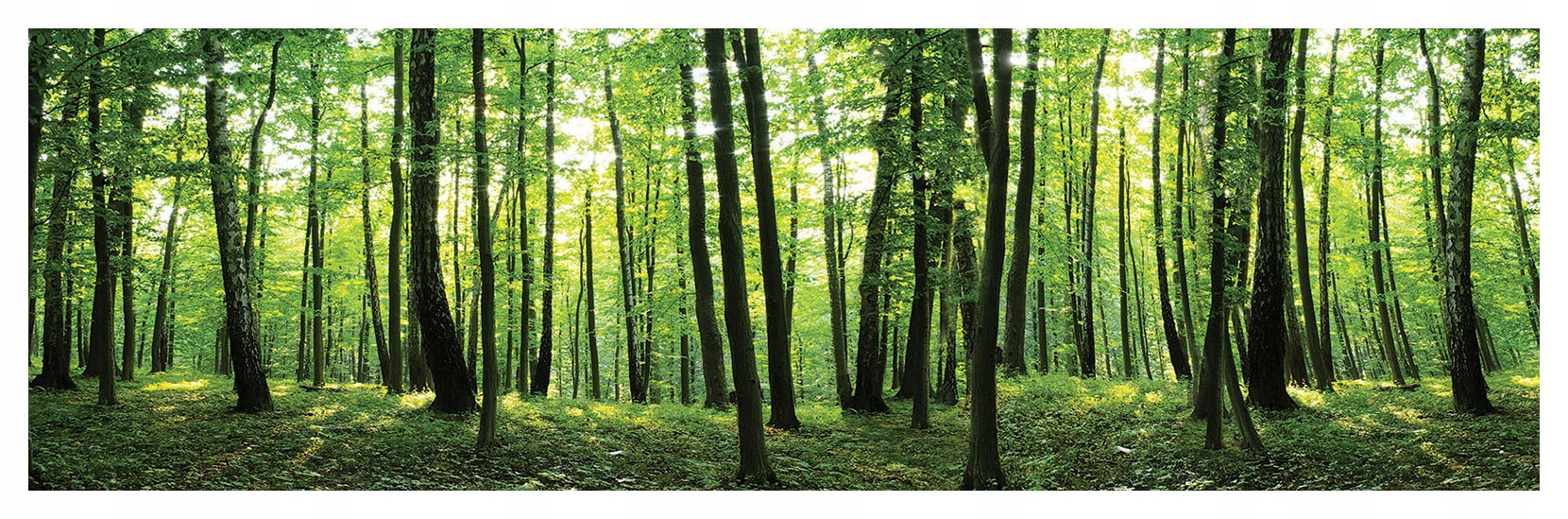 Vliesová fototapeta Les Slnečné lúče a zelená 624x219 lepidlo