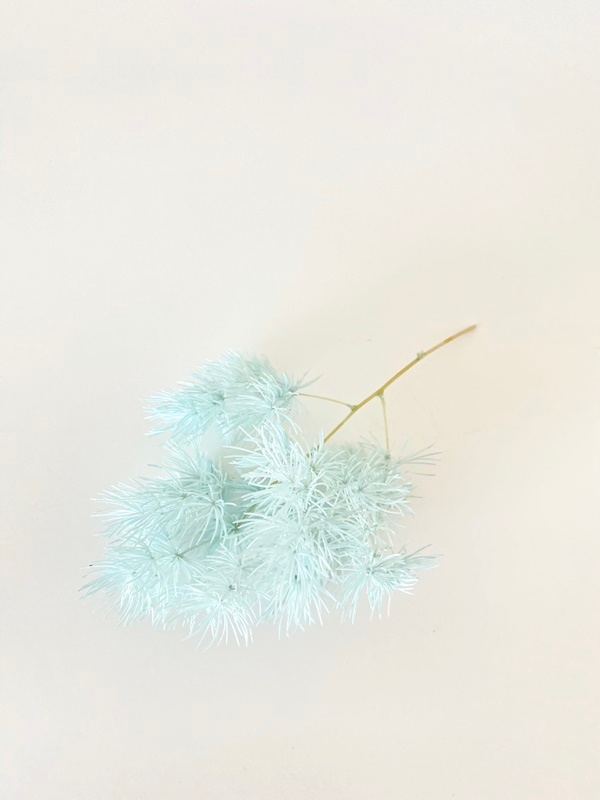 

Asparagus stabilizowany błękitny Miła Odmiana