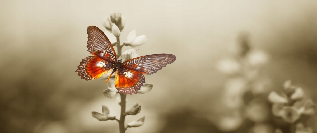

Fototapeta Flizelinowa Motyl Kwiaty - 250x104