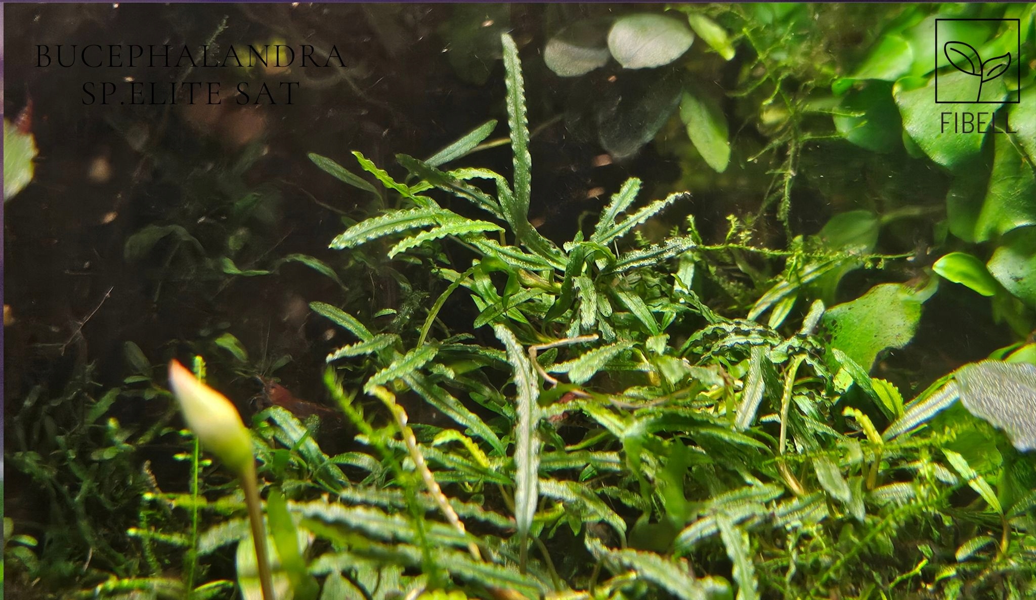 BUCEPHALANDRA ELITE SAT – RARYTAS DLA KONESERÓW ! od fibell