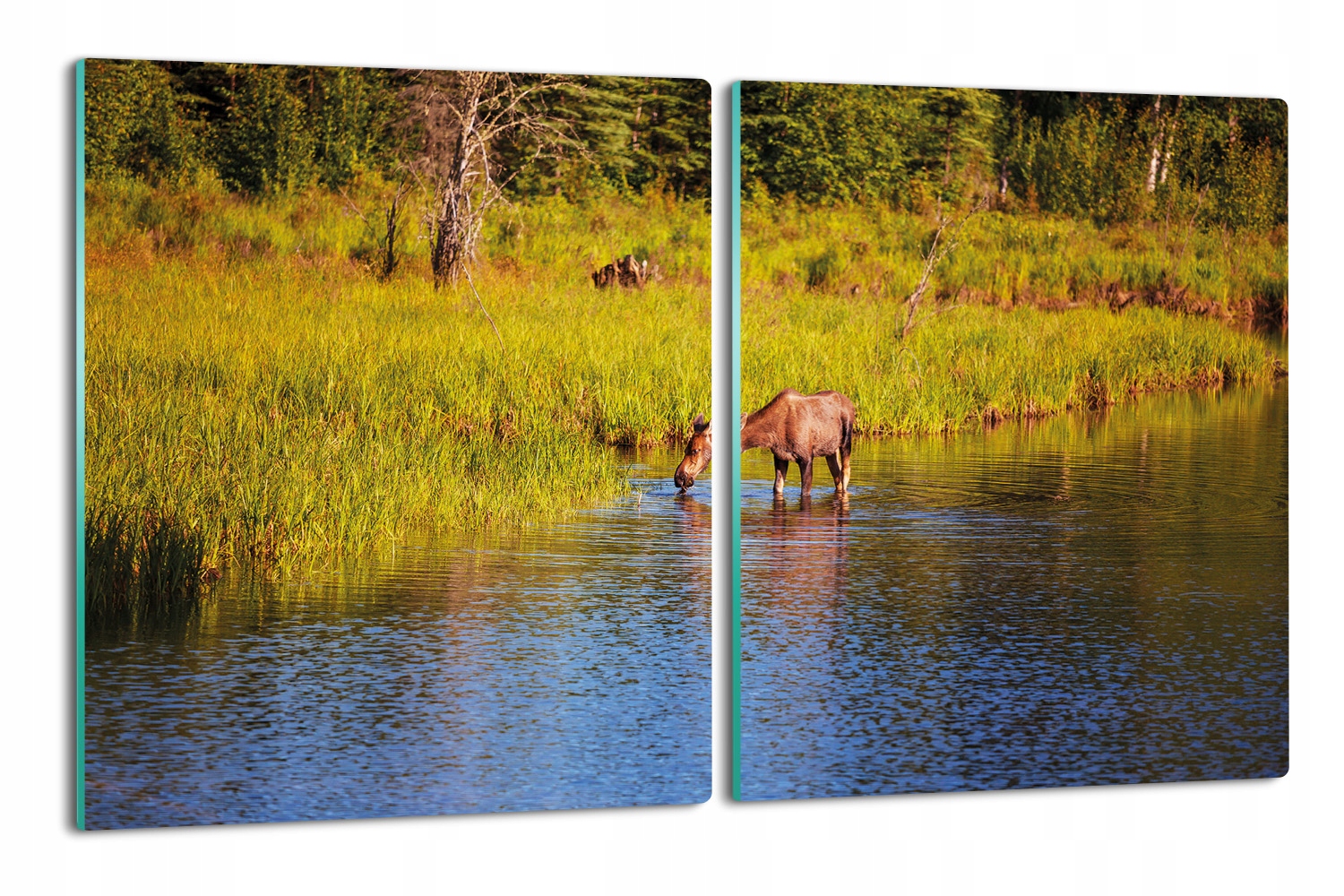 

druk deska splashback 2x 40x52 Łoś jezioro natura