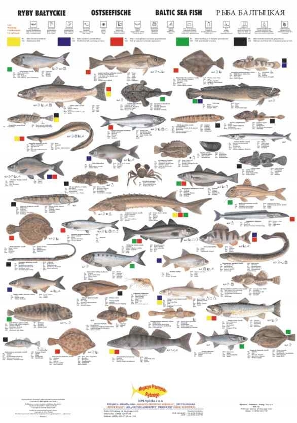 Виды рыб балтийского моря