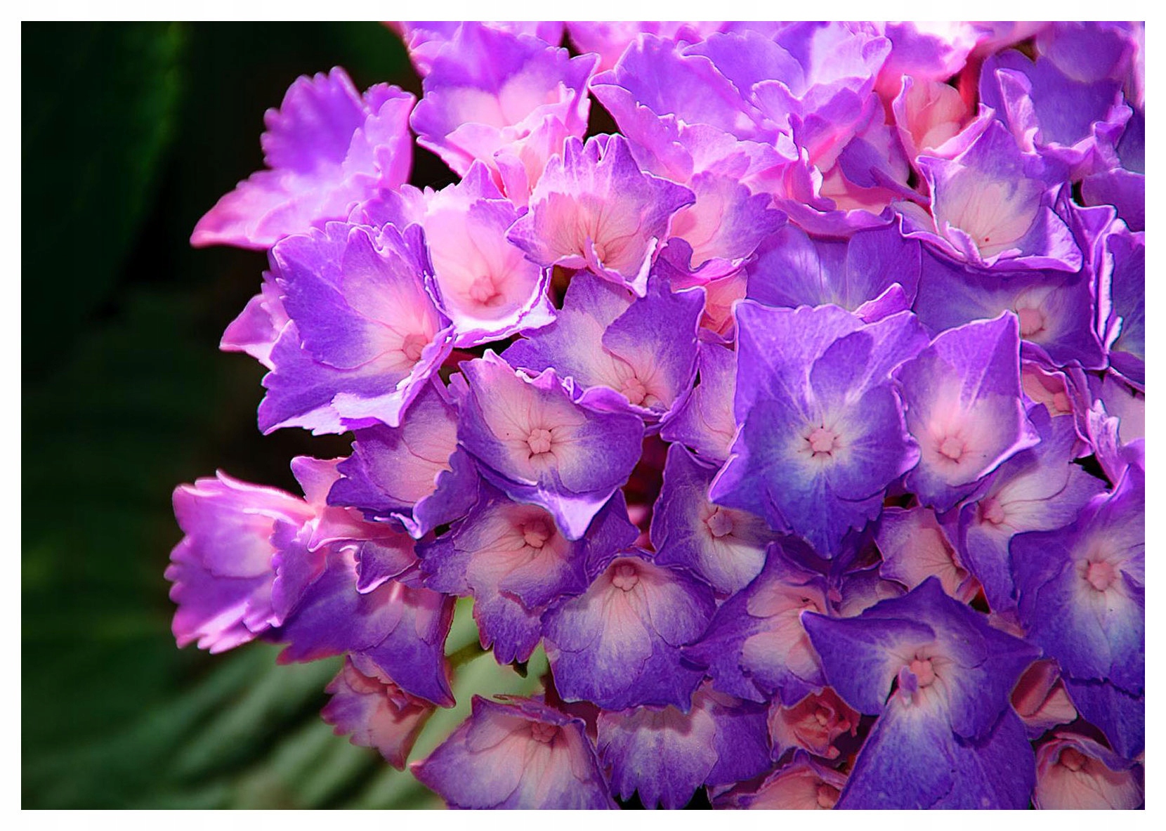 Fototapeta Hortenzie fialovo-růžová 368x254 Do obývacího pokoje lepidlo