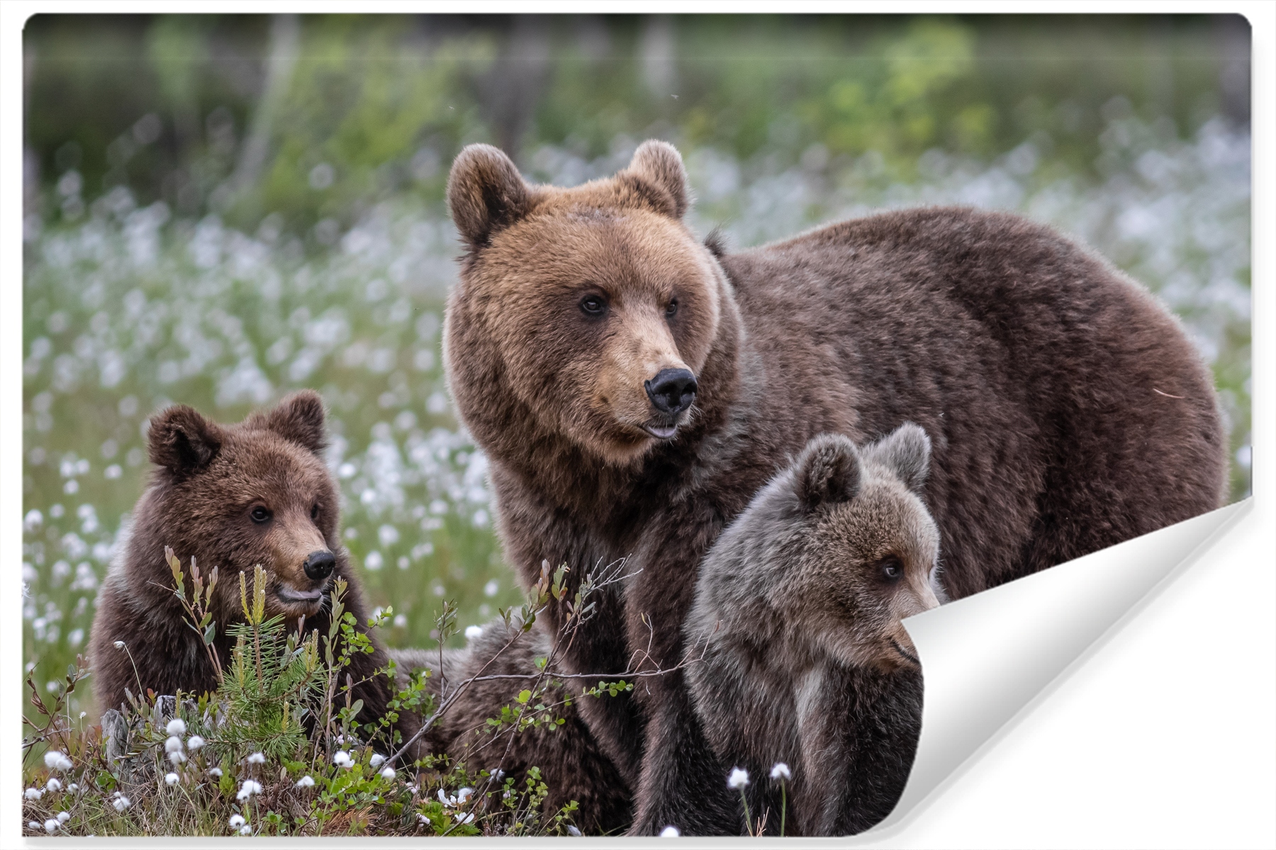 Nástěnná fototapeta Medvídci Brunatne Natura 360x240