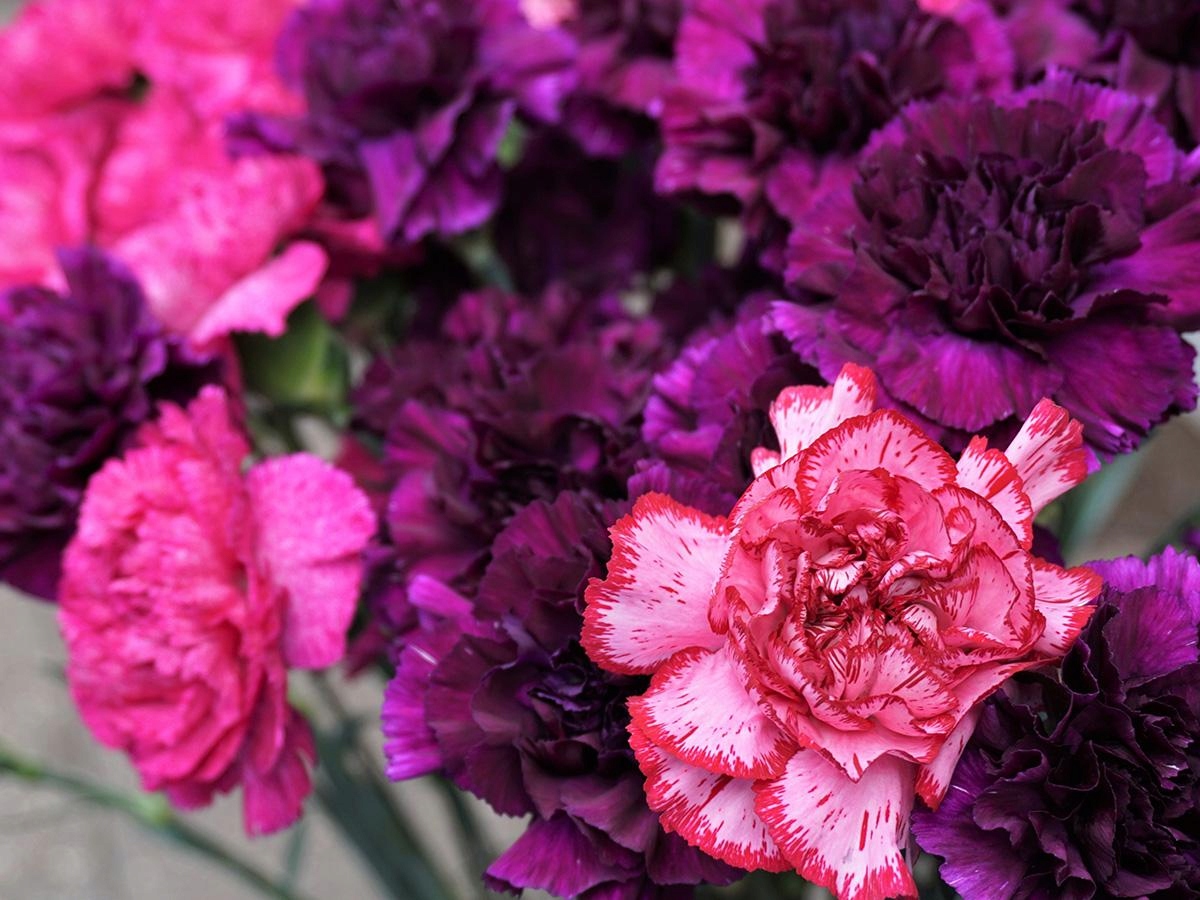 Ajax Środek do czyszczenia Ajax Lagoon Flowers 1L Marka Ajax