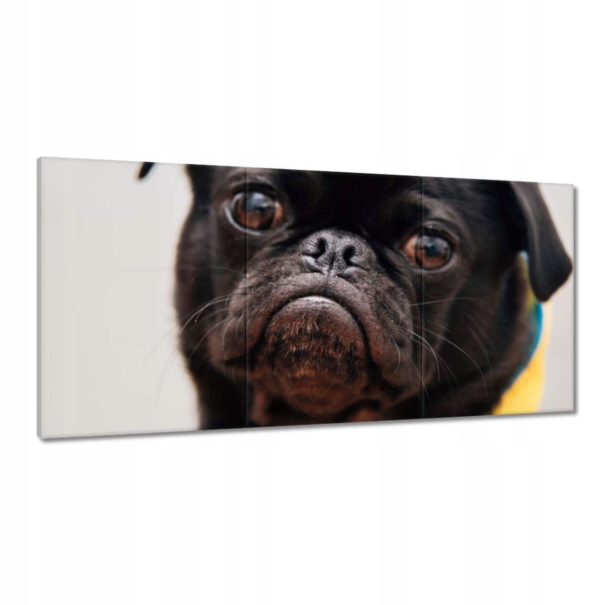 Obrazy 120x60 Pes Pejsek Psi