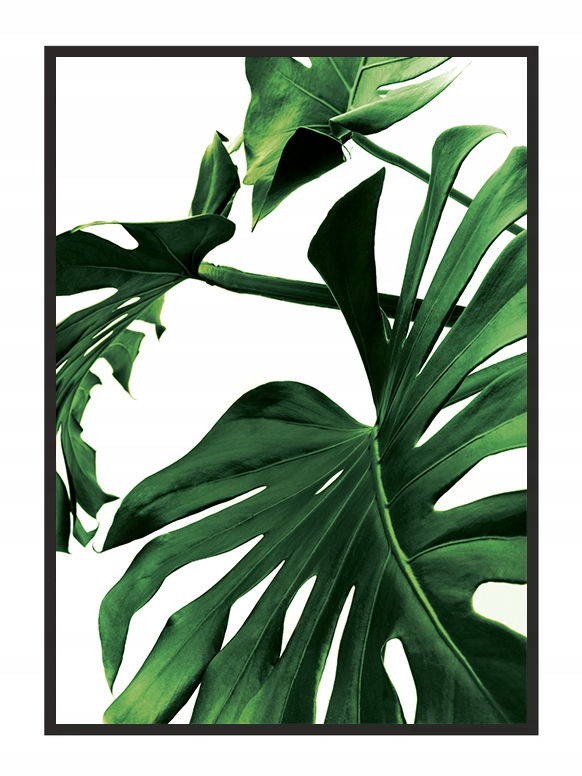 OBRAZ PLAKAT W RAMIE 53x73 cm Monstera P842