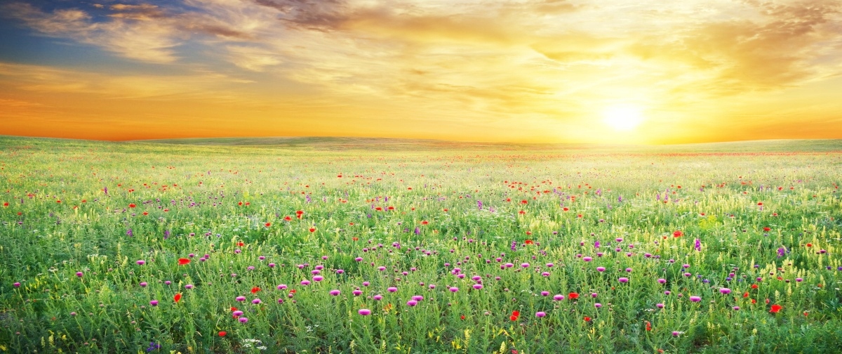 

Fototapeta Flizelinowa Wiosenna łąka 250x104