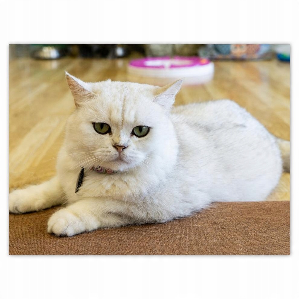 

Plakat 40x30 Kotek Kotki Koty Kicia