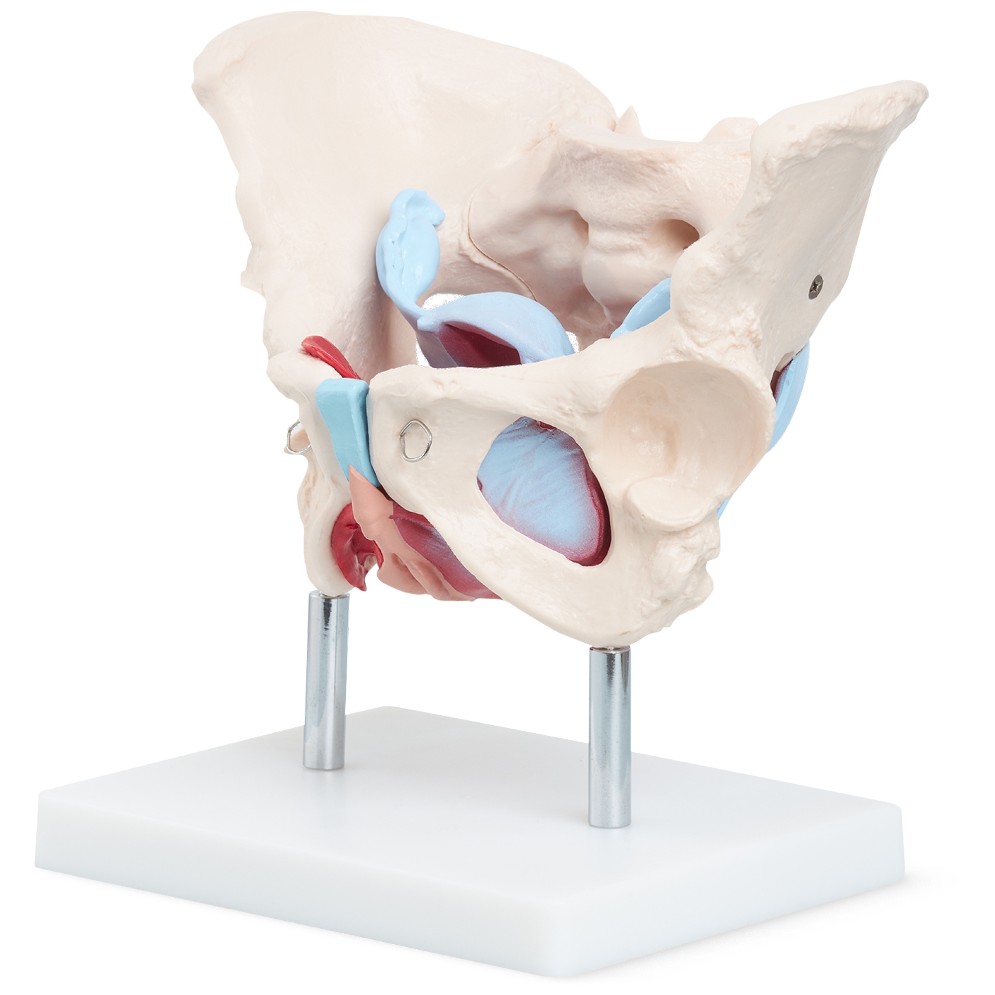 Szkielet Człowieka Miednica Z Mięśniami Model Anatomiczny Kobiety 1:1 3D