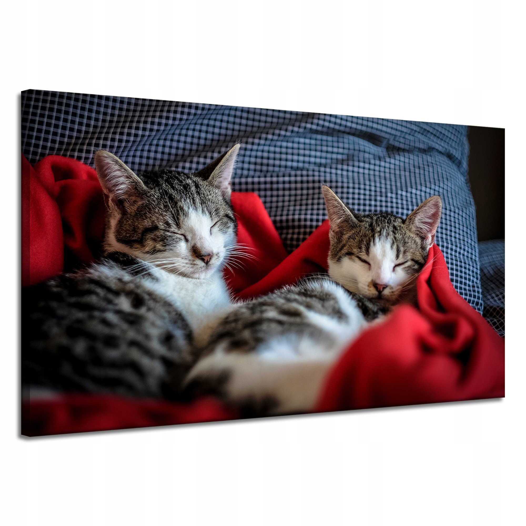 Obrazy na plátně Zvířata Spící kočky 120x70 cm