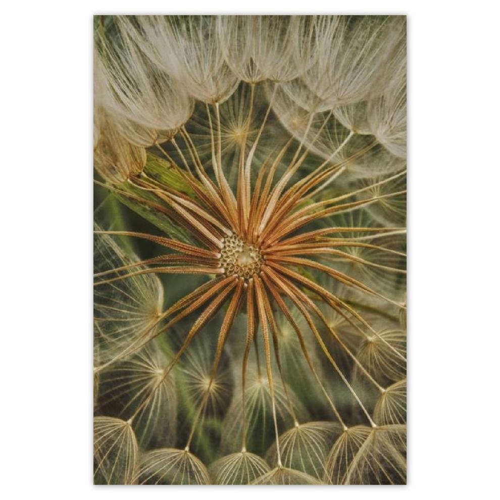 

Plakat 62x93 Dmuchawiec Kwiat Kwiatki
