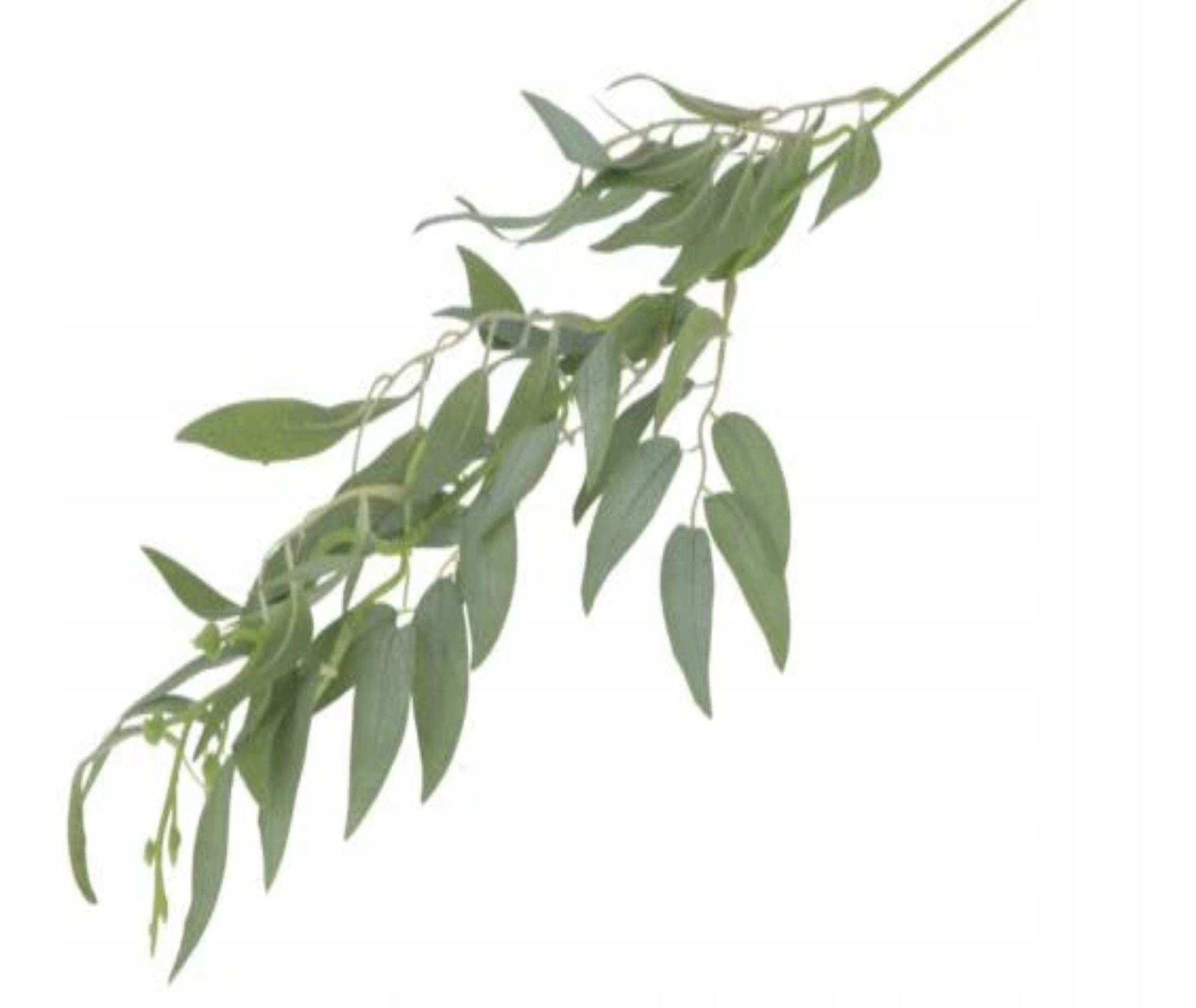 

Ruskus Gałązka Ruskusa Powder Green 61cm