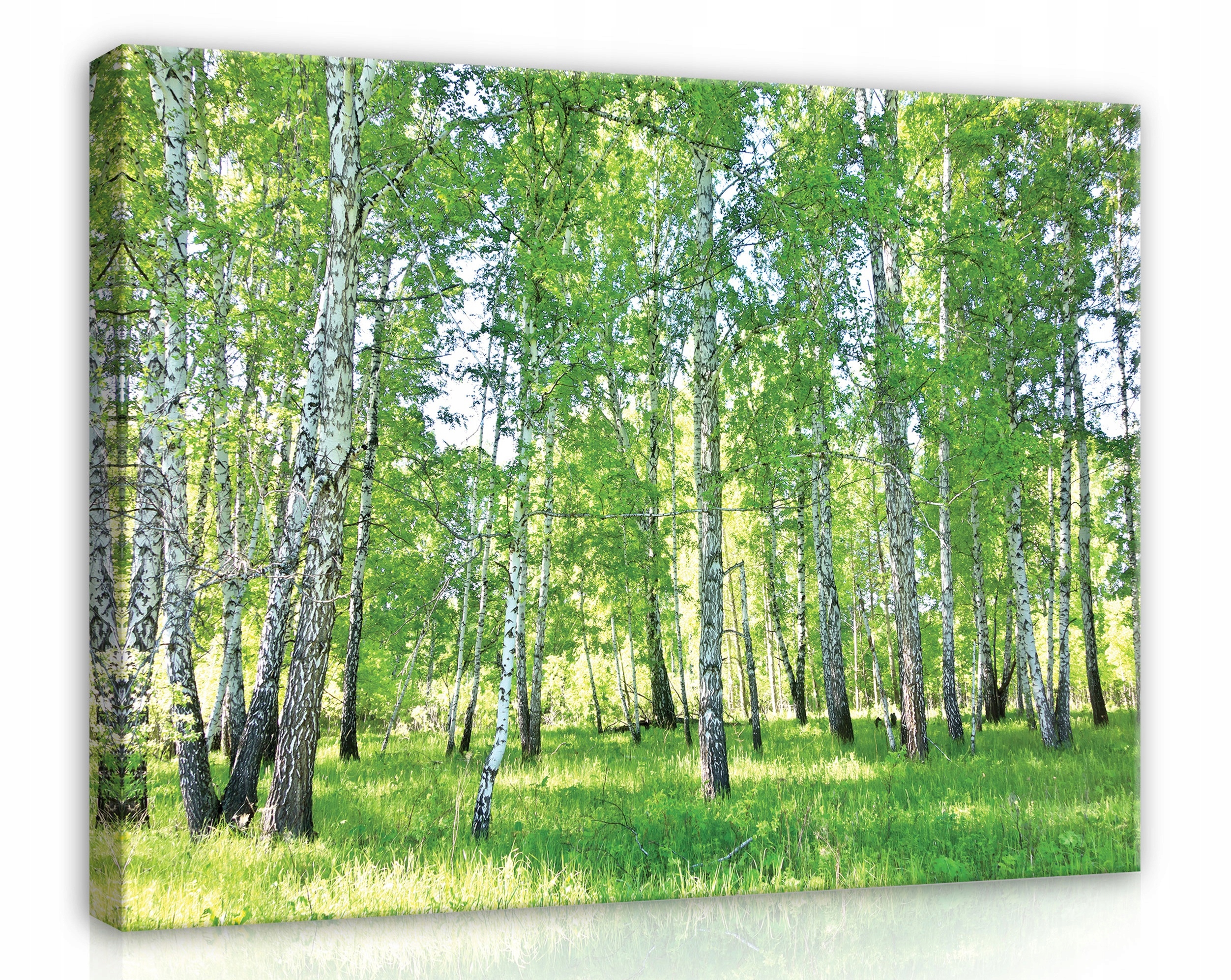 Obraz Na Plátně Canvas 80x60 Les Břízy Stromy