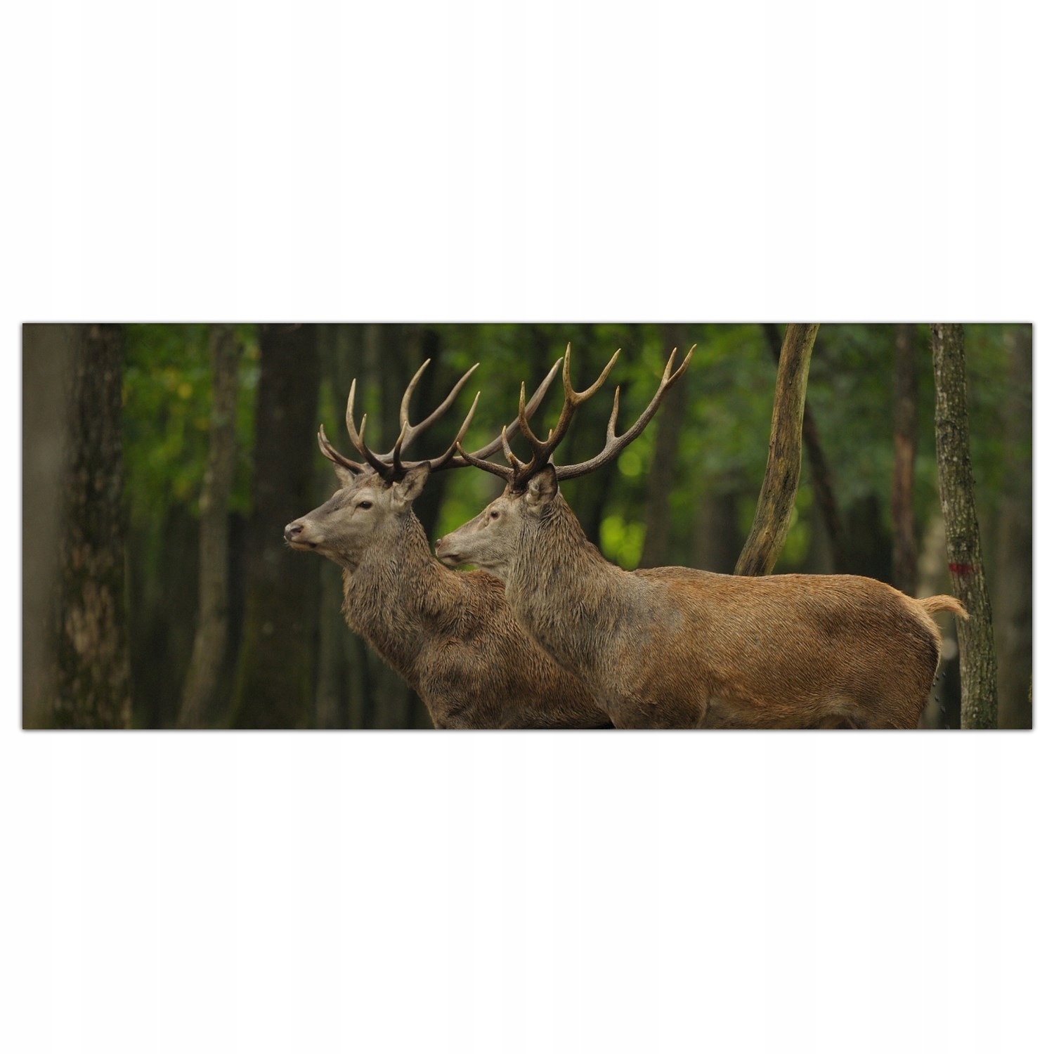 

Obraz na szkle Foto Jeleń Natura Zwierzę 125x50