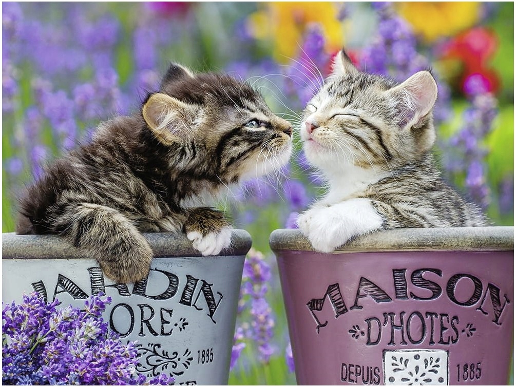 Malowanie Po Numerach Obraz do malowania NA RAMIE