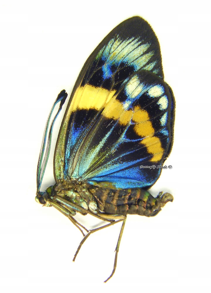 Motyl niepreparowany - Eterusia repleta, samiec