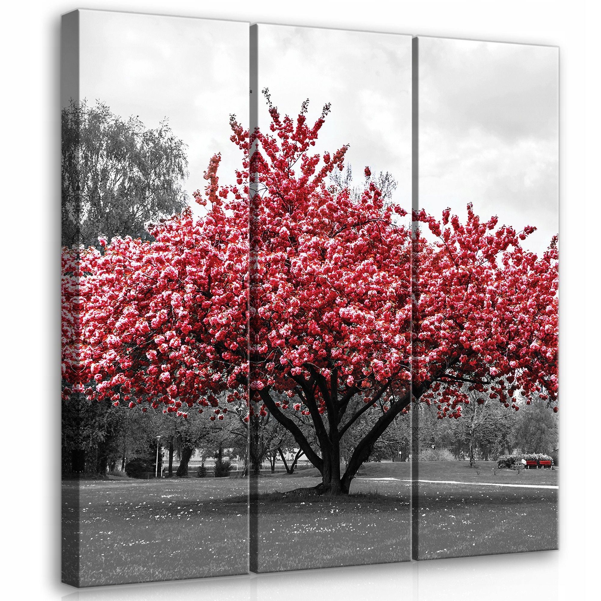 Obraz 90x100 Kvetoucí strom sakura jaro park příroda kontrast červená