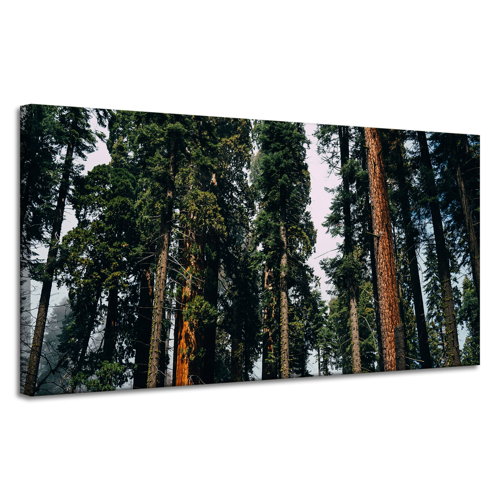 Obraz Canvas Příroda Klima jehličnatého lesa 120x60