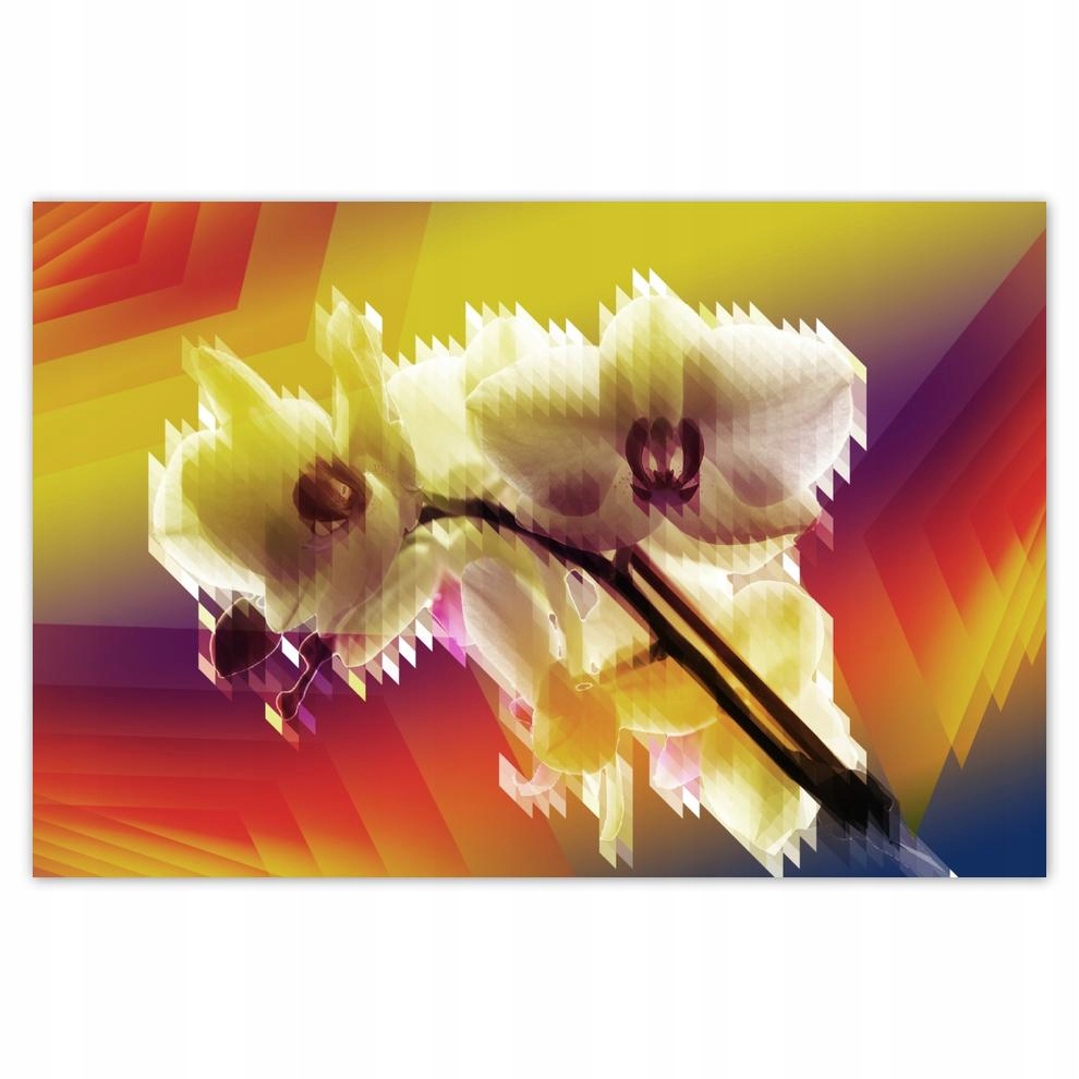 

Plakaty 60x40 Storczyk Piękne kwiaty