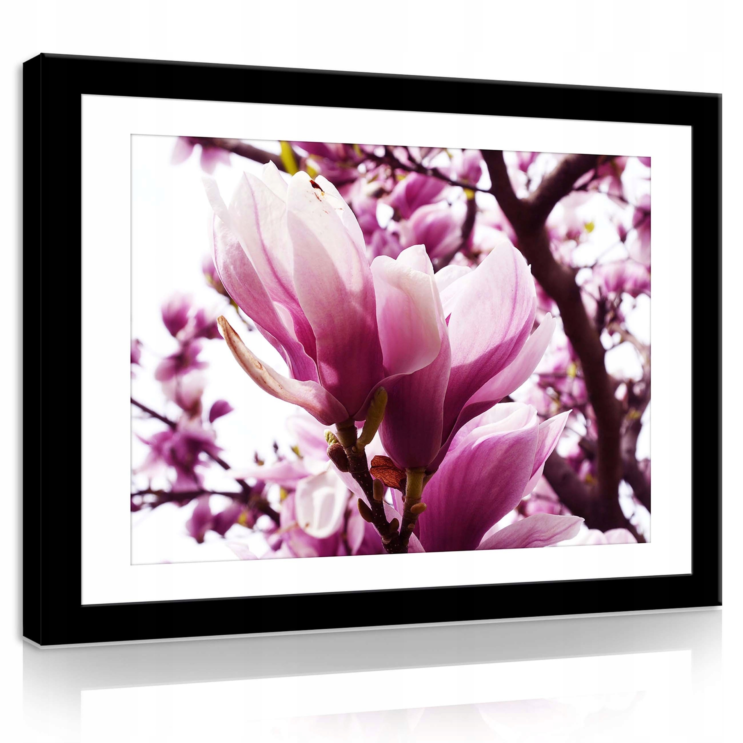 Obraz 100x75 Magnolie květy jaro kvetení jemnost růžová příroda