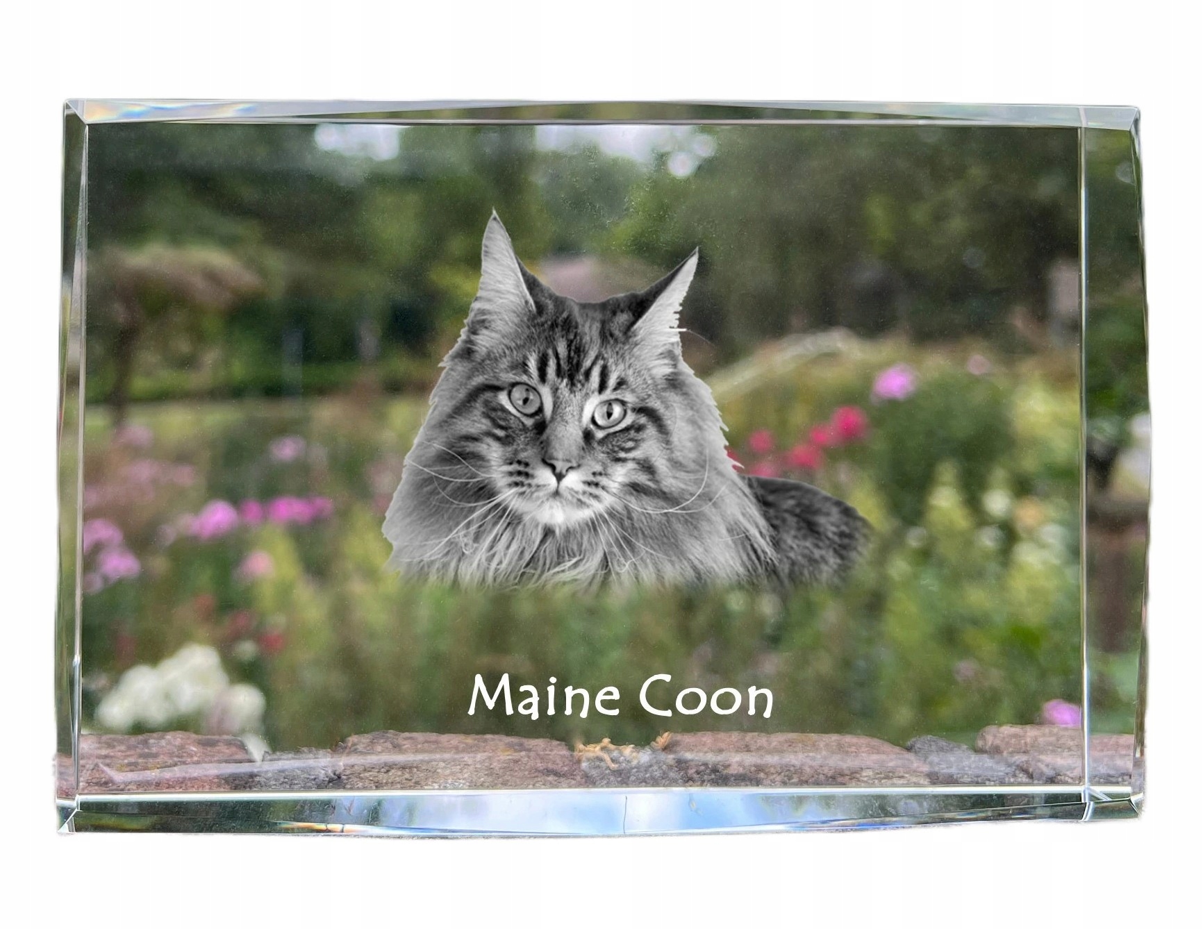 Maine Coon fotografia v kryštáli, suvenír, trofej, poďakovanie