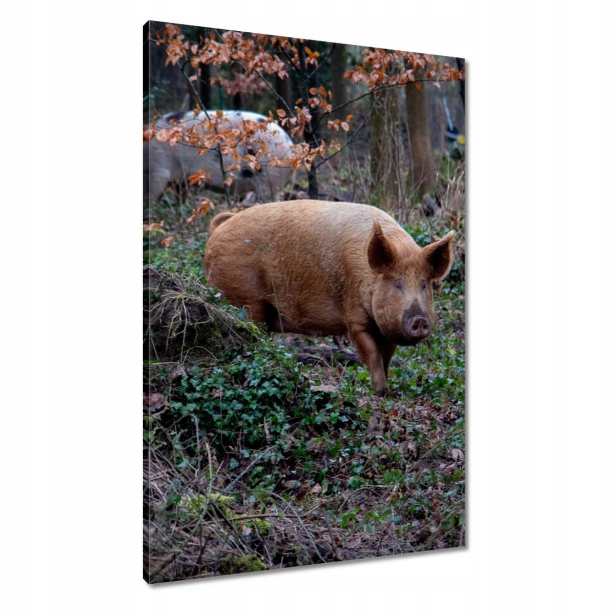 Obrazy 60x90 Zvířata Zvířátka