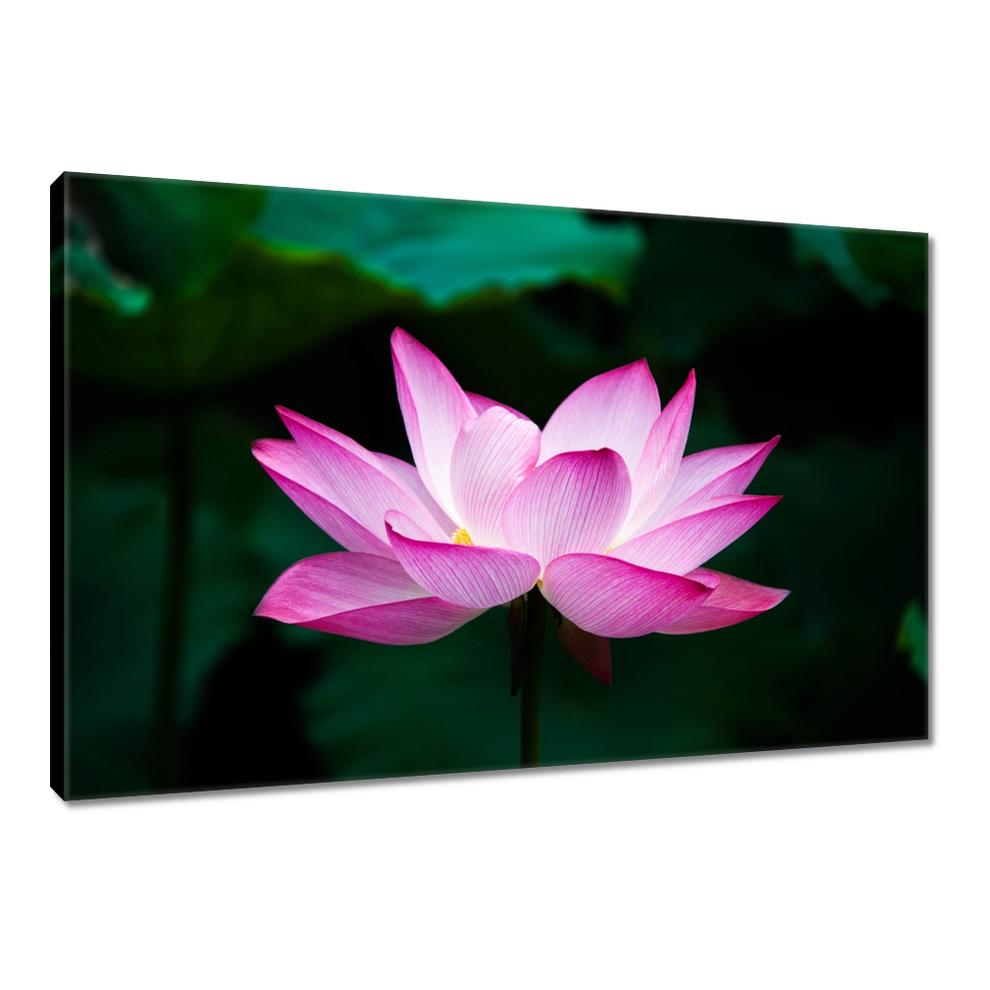 

Obrazy 120x80 Kwiat lotosu