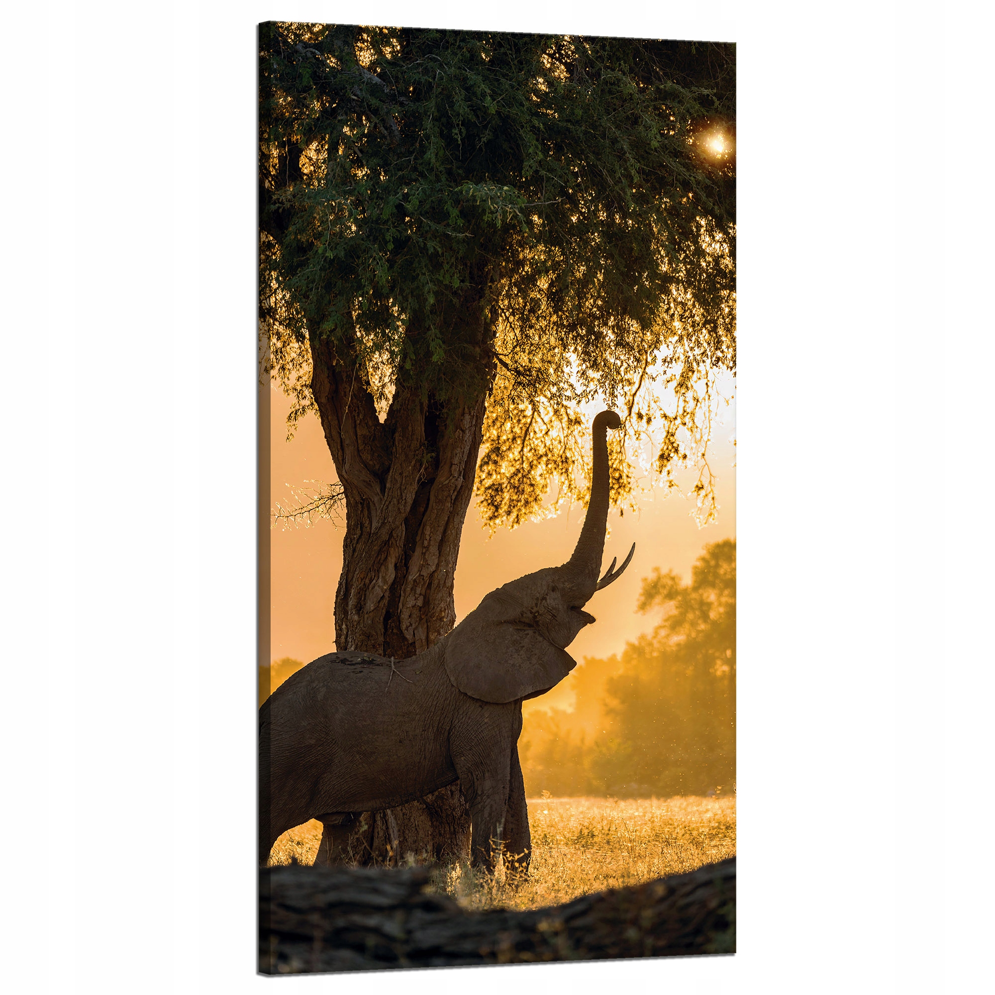 Obraz na plátně Pózující slon Savana Západ Slunce 60x120 cm