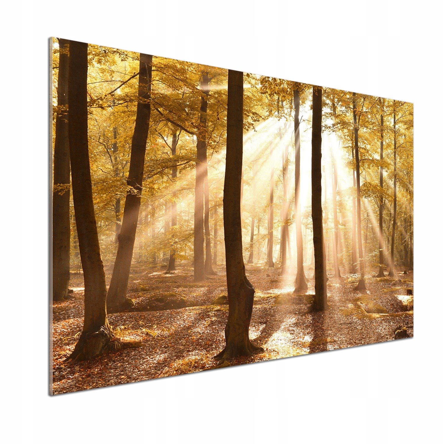 Dekorativní panel sklo Les na podzim 100x70 cm Lepidlo