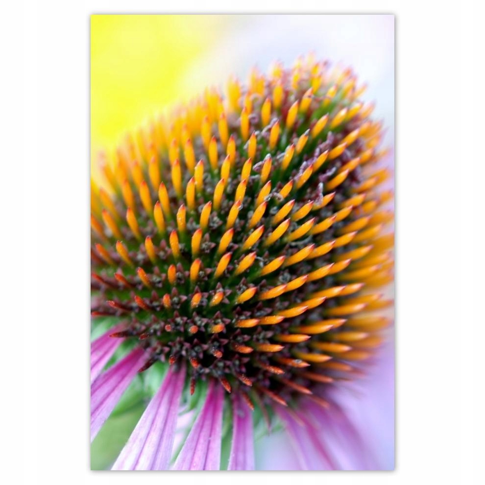 

Plakaty 40x60 Zadziwiające kolory