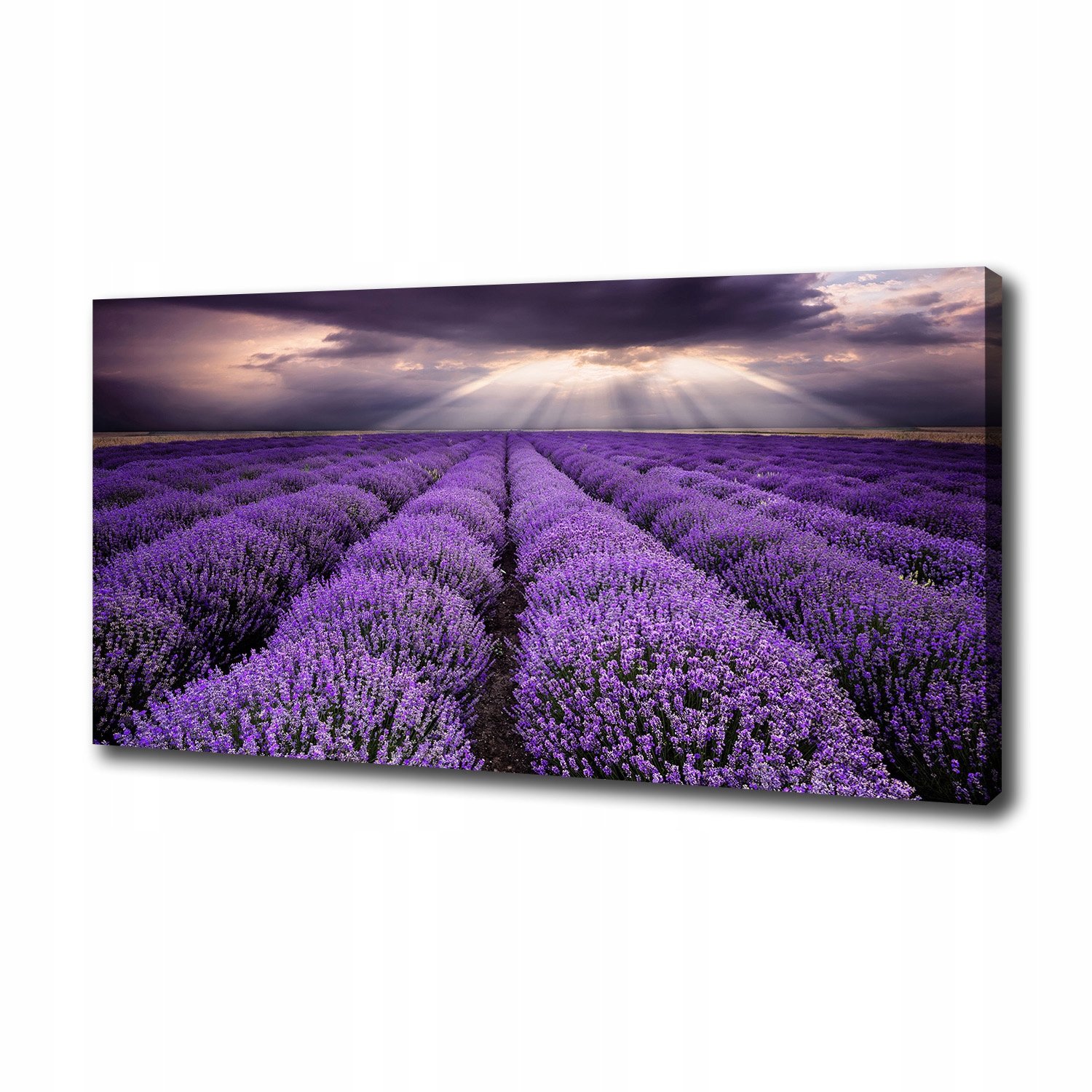 

Duży foto obraz na płótnie Pole lawendy 100x50 cm