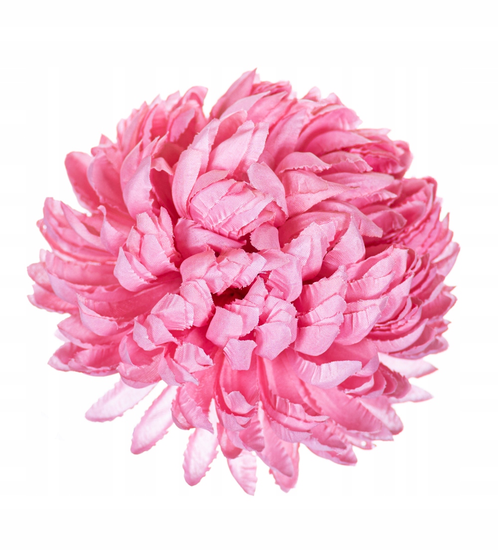 

Chryzantema ananas różowa do wiązanek