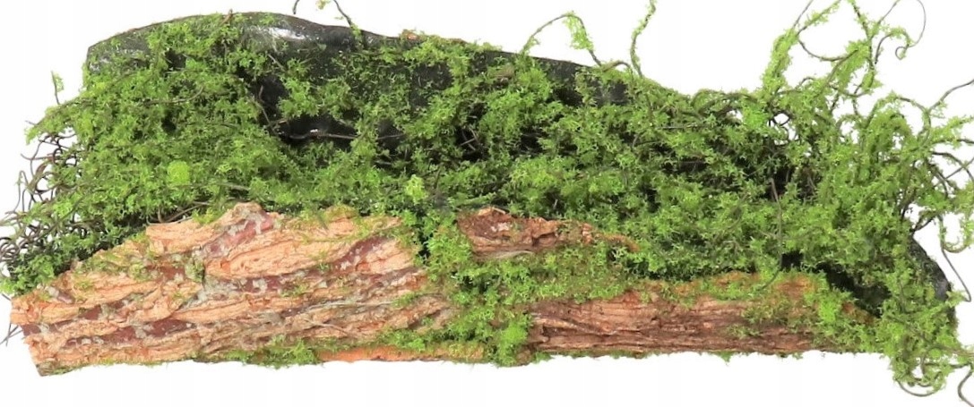 

Kora Omszała Dekoracja Ozdoba Baza XL