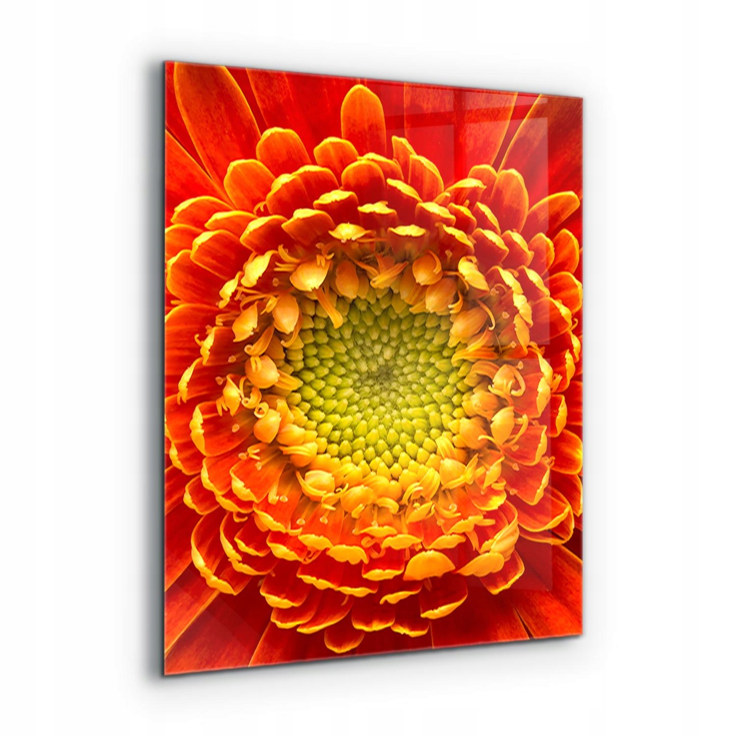 Panel Do kuchyne Lepidlo Kvet Gerbera Oranžová