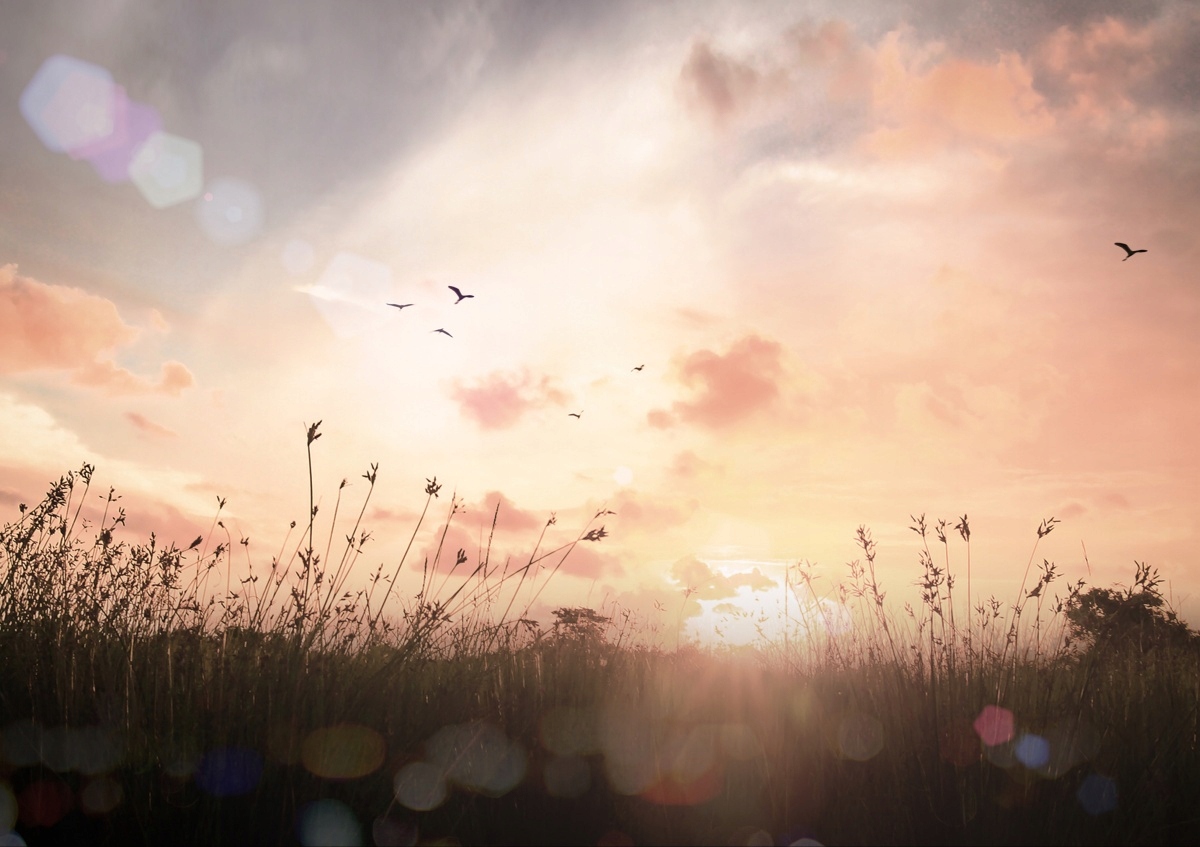 

Fototapeta Flizelinowa Łąka Vintage 208x146