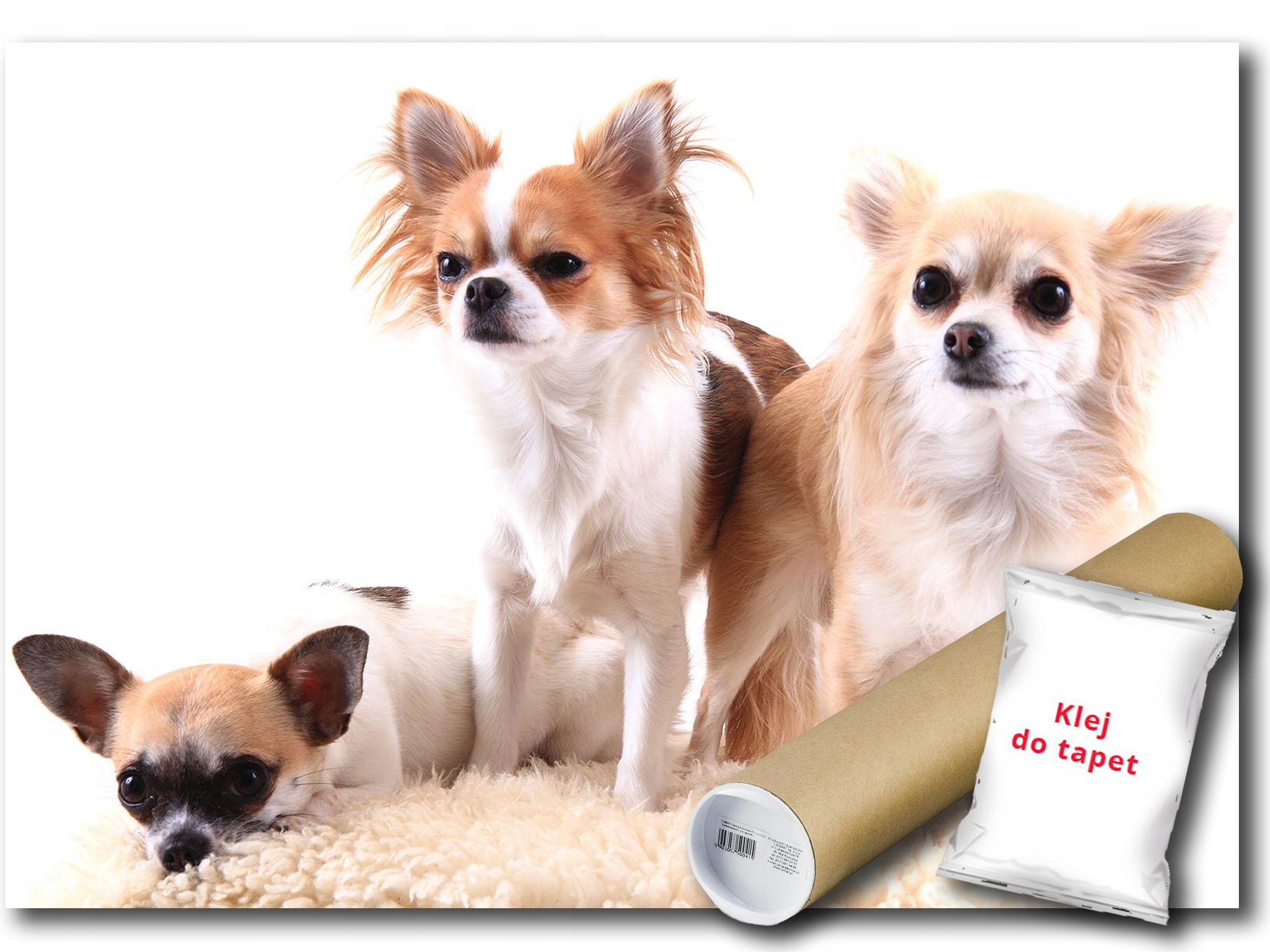 Fototapeta Flizelina Pes Psy Chihuahua 254x184