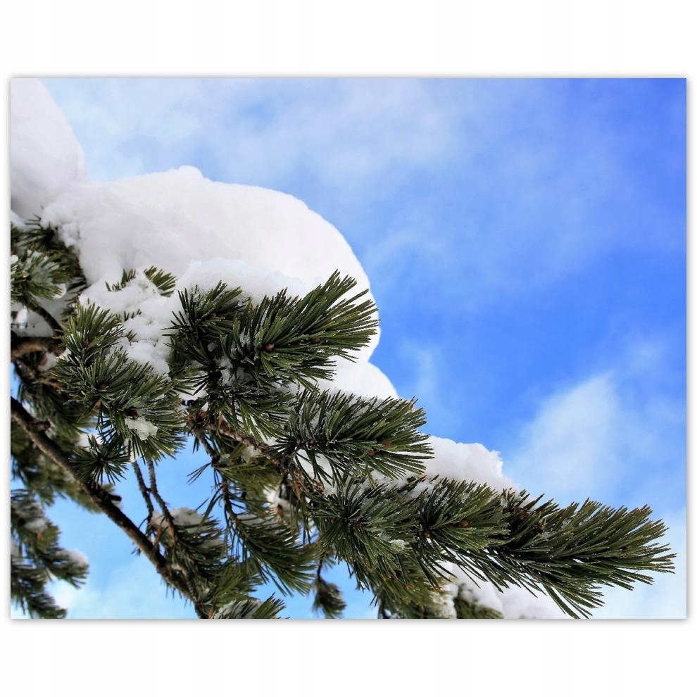 

Plakat 50x40 Śnieżna gałązka