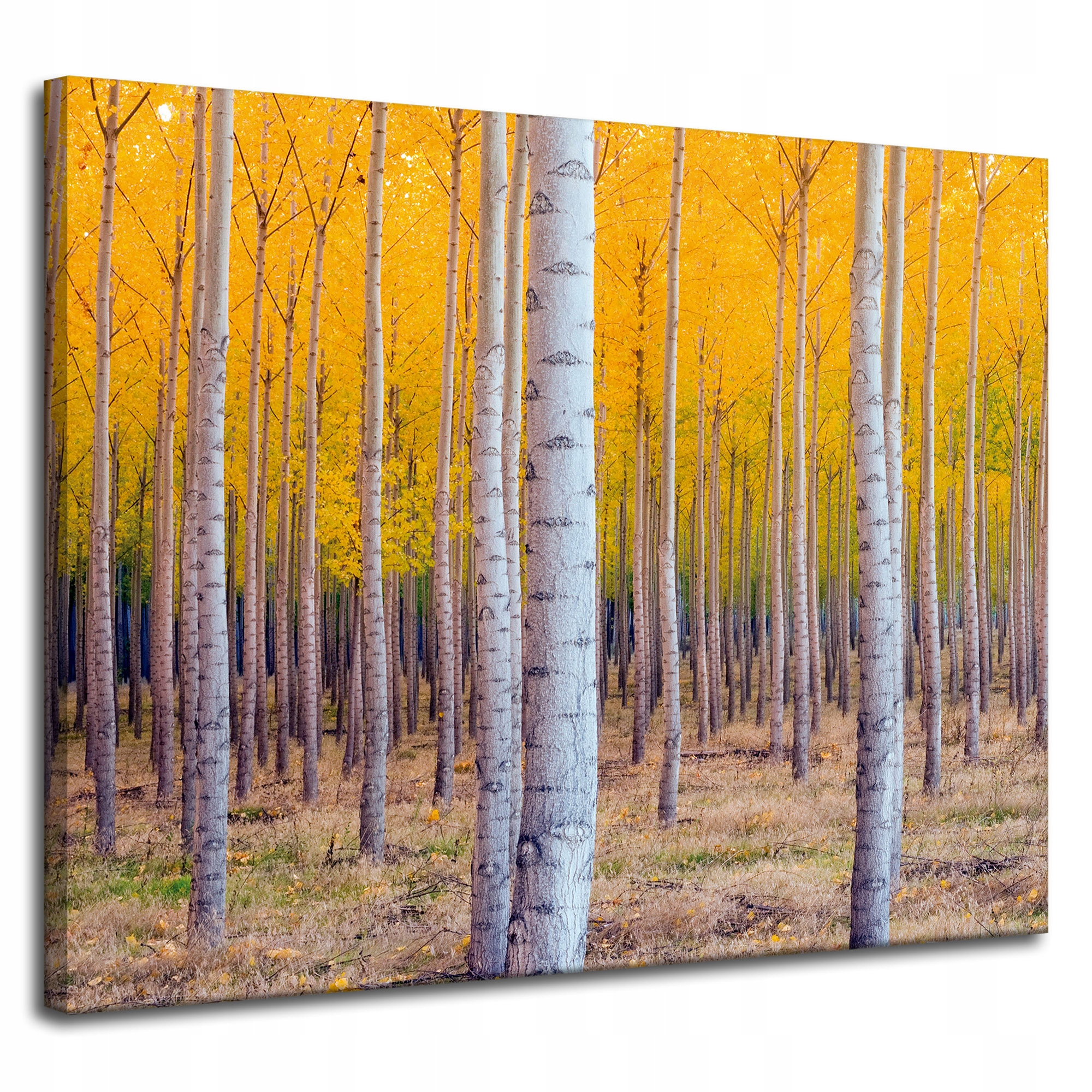 Obraz na plátně Břízy na podzim Žluté listy 100 x 80 cm Ideální jako dárek