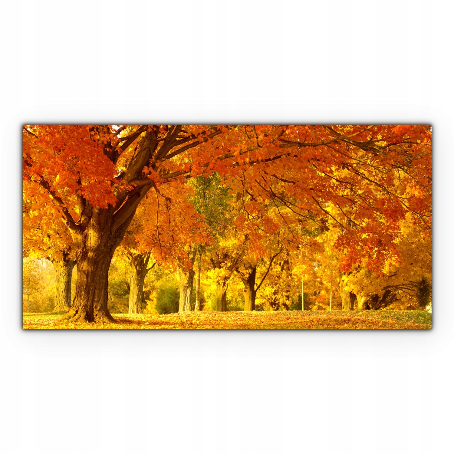 

Obraz Canvas dekoracja 100x50 Jesień Las Krajobraz