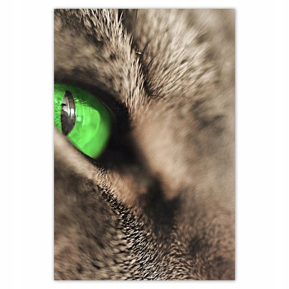 

Plakat 62x93 Kocie spojrzenie