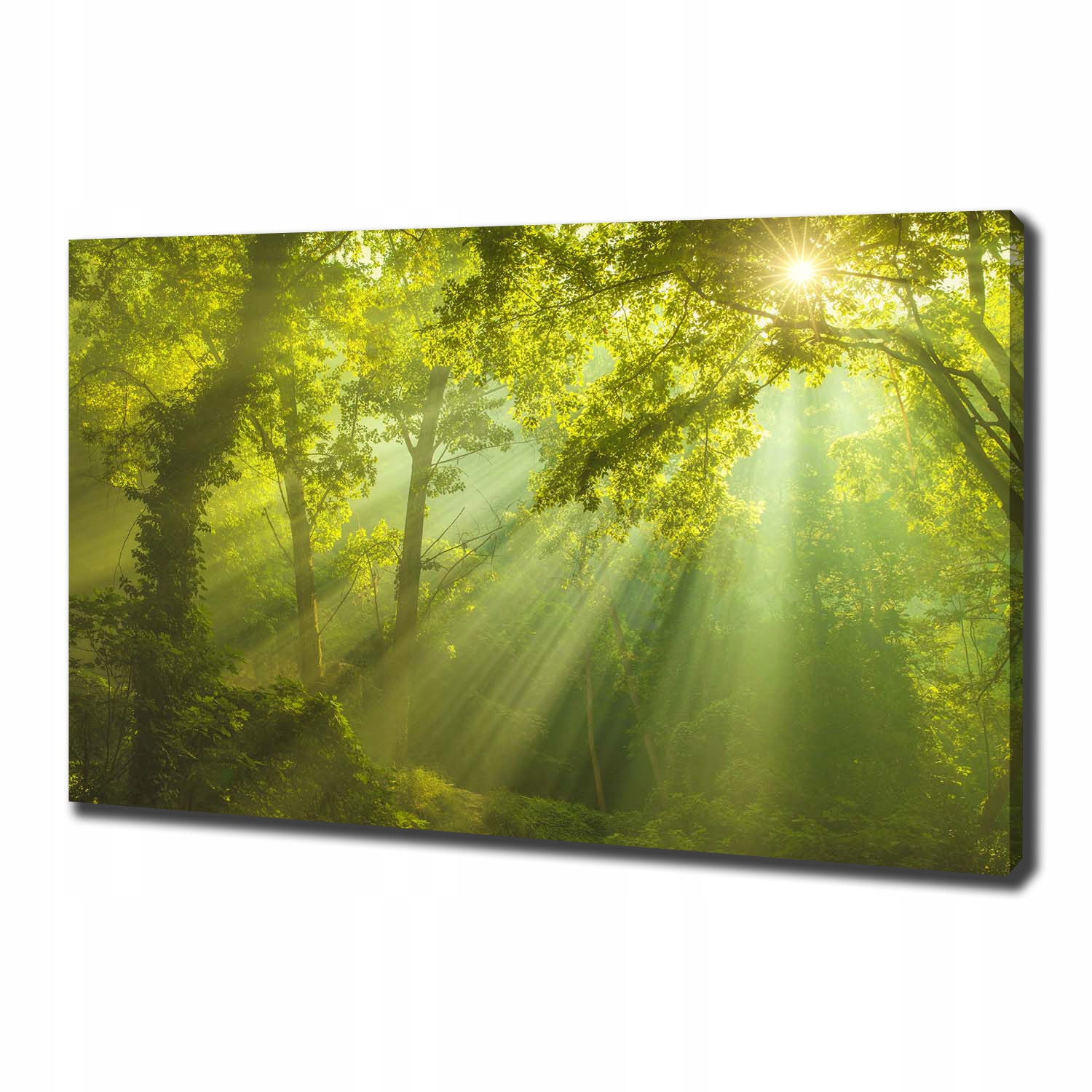 

Duży foto obraz na płótnie Las w słońcu 100x70 cm